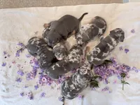Puppy five, a male American Bully for sale in Draper, VA – 7 of 7
