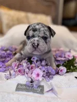 Puppy three, a male American Bully for sale in Draper, VA – 1 of 6