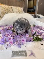 Puppy one, a male American Bully for sale in Draper, VA – 2 of 4