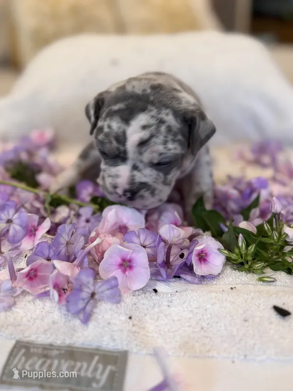 Puppy two – American Bully puppy for sale in Draper, VA