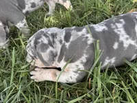 Puppy female , a female American Bully for sale in Draper, VA – 4 of 7