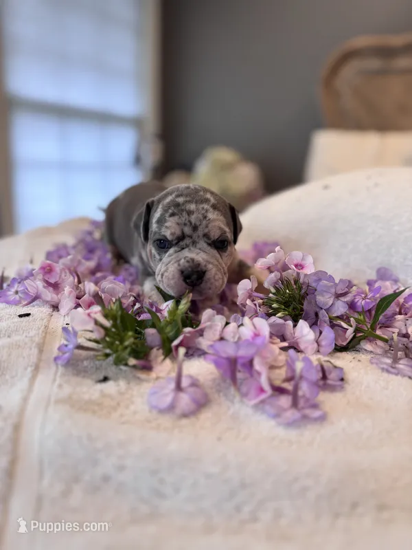 Puppy four – American Bully puppy for sale in Draper, VA