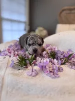 Puppy four, a male American Bully for sale in Draper, VA – 1 of 7