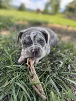 Puppy female , a female American Bully for sale in Draper, VA – 6 of 7