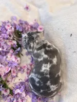 Puppy two, a male American Bully for sale in Draper, VA – 2 of 6