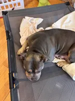 Puppy six, a male American Bully for sale in Draper, VA – 5 of 6
