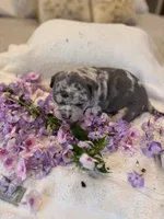 Puppy three, a male American Bully for sale in Draper, VA – 3 of 6