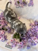 Puppy six, a male American Bully for sale in Draper, VA – 3 of 6