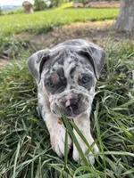 Puppy female , a female American Bully for sale in Draper, VA – 3 of 7