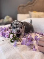 Puppy three, a male American Bully for sale in Draper, VA – 2 of 6