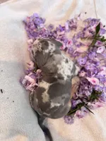 Puppy five, a male American Bully for sale in Draper, VA – 3 of 7