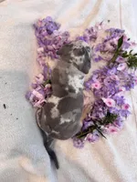 Puppy five, a male American Bully for sale in Draper, VA – 4 of 7