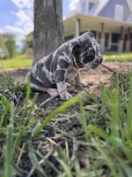 Puppy female , a female American Bully for sale in Draper, VA – 2 of 7