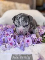 Puppy one, a male American Bully for sale in Draper, VA – 1 of 4