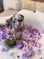 Puppy five, a male American Bully for sale in Draper, VA – 5 of 7