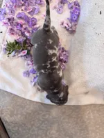 Puppy four, a male American Bully for sale in Draper, VA – 3 of 7