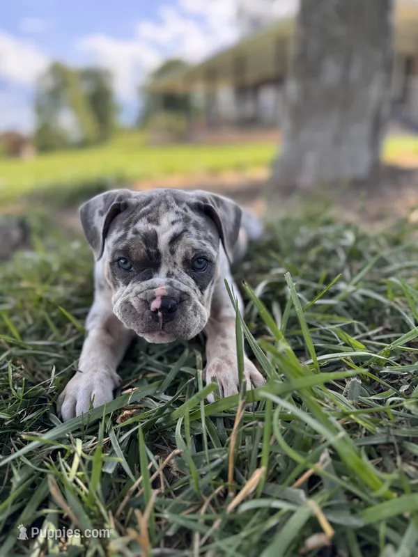 Puppy female  – American Bully puppy for sale in Draper, VA