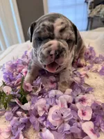 Puppy two, a male American Bully for sale in Draper, VA – 3 of 6