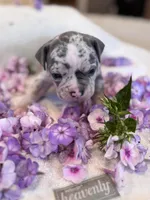 Puppy five, a male American Bully for sale in Draper, VA – 2 of 7