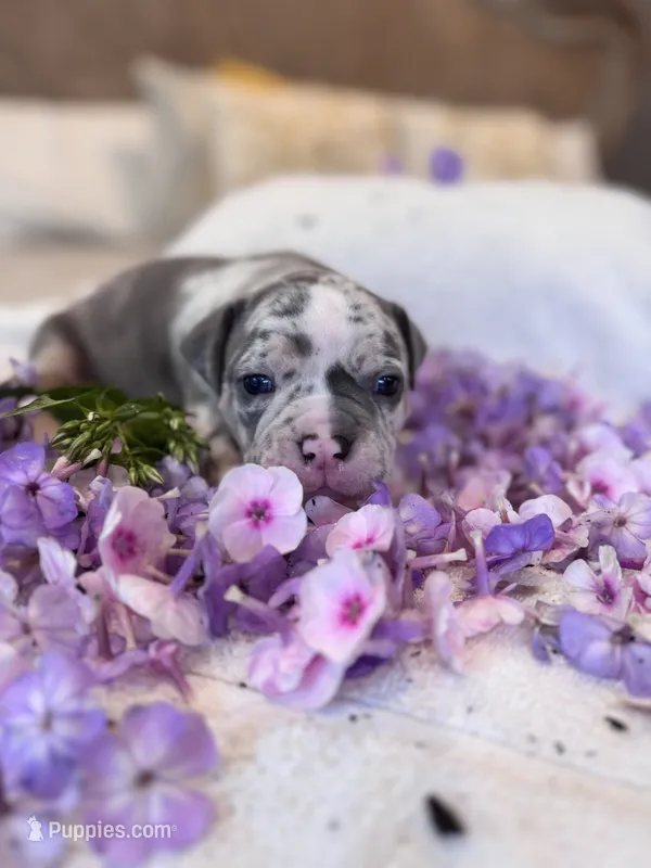 Puppy five – American Bully puppy for sale in Draper, VA