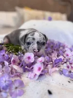 Puppy five, a male American Bully for sale in Draper, VA – 1 of 7