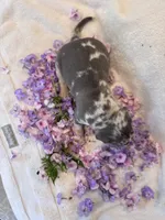 Puppy three, a male American Bully for sale in Draper, VA – 4 of 6