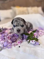 Puppy four, a male American Bully for sale in Draper, VA – 5 of 7