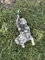 Puppy female , a female American Bully for sale in Draper, VA – 7 of 7