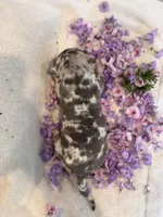Puppy two, a male American Bully for sale in Draper, VA – 4 of 6