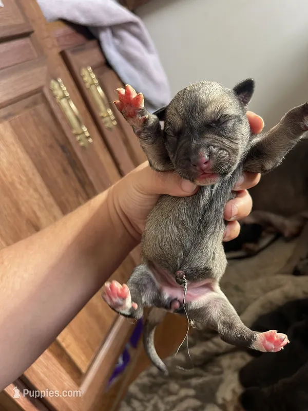 Vixen – American Bully puppy for sale in Morriston, FL