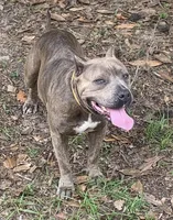 Carol, a female American Bully for sale in Morriston, FL – 2 of 3