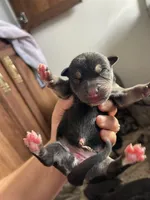 Carol, a female American Bully for sale in Morriston, FL – 1 of 3