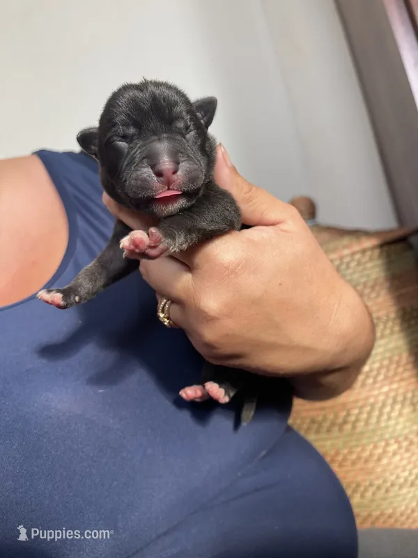 Frosty – American Bully puppy for sale in Morriston, FL