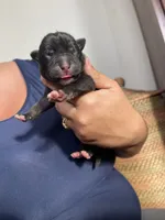 Frosty, a male American Bully for sale in Morriston, FL – 1 of 1