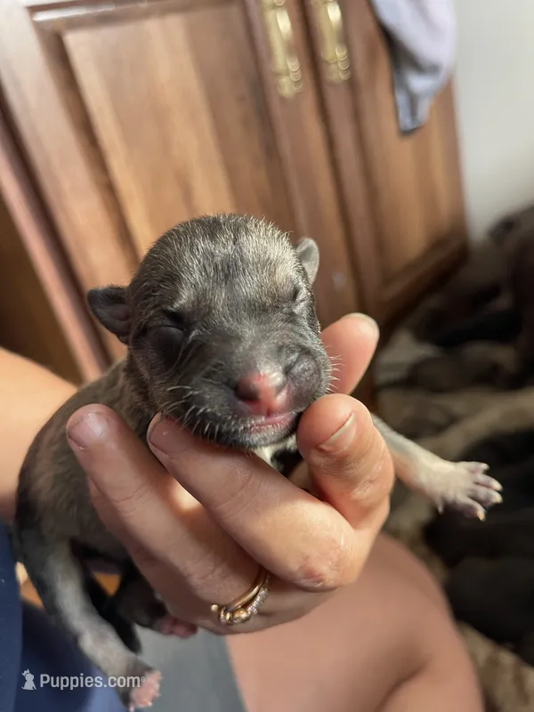 Holly – American Bully puppy for sale in Morriston, FL