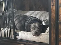 Carol, a female American Bully for sale in Morriston, FL – 3 of 3