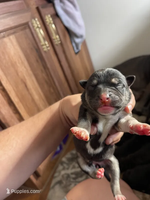 Gumdrop – American Bully puppy for sale in Morriston, FL