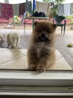 Choco, a male Pomeranian for sale in Tracy, CA – Photo 3 of 7
