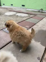 Choco, a male Pomeranian for sale in Tracy, CA – Photo 5 of 7