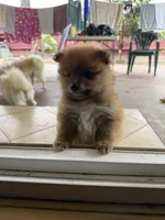 Choco, a male Pomeranian for sale in Tracy, CA – Photo 4 of 7