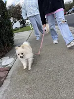 Choco, a male Pomeranian for sale in Tracy, CA – Photo 7 of 7