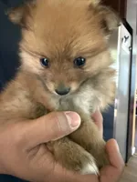 Choco, a male Pomeranian for sale in Tracy, CA – Photo 2 of 7