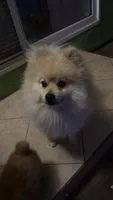 Coco, a female Pomeranian for sale in Tracy, CA – Photo 4 of 5