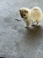 Coco, a female Pomeranian for sale in Tracy, CA – Photo 2 of 5