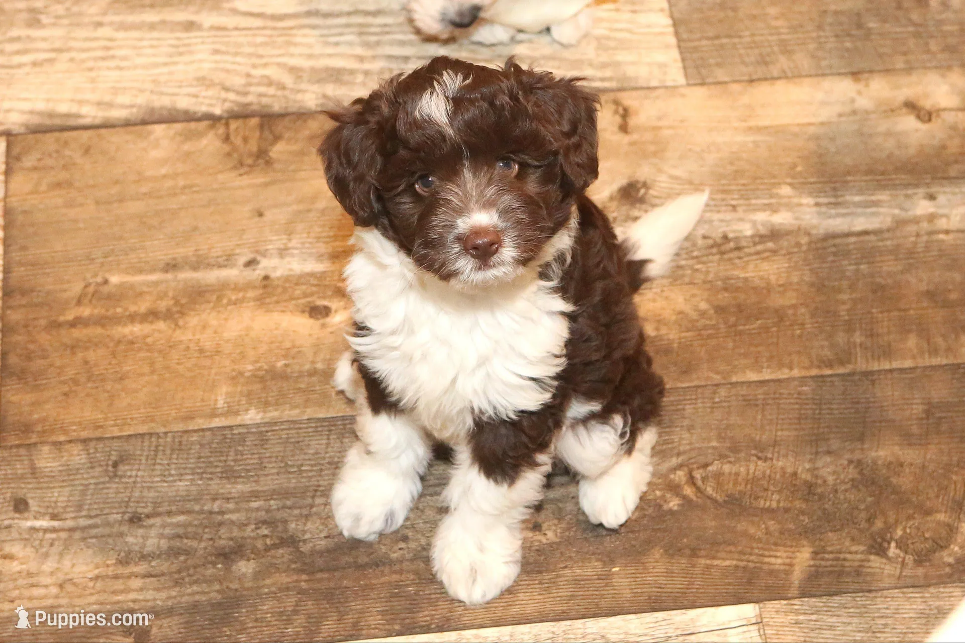 "Frito" – Miniature Aussiedoodle puppy for sale in Rhinelander, WI