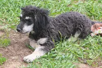 "Ro", a male Miniature Aussiedoodle for sale in Rhinelander, WI – 6 of 10