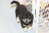 "Ro", a male Miniature Aussiedoodle for sale in Rhinelander, WI – Photo 1 of 5