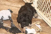 "Ro", a male Miniature Aussiedoodle for sale in Rhinelander, WI – Photo 4 of 6