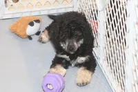 "Ro", a male Miniature Aussiedoodle for sale in Rhinelander, WI – Photo 2 of 5