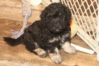 "Ro", a male Miniature Aussiedoodle for sale in Rhinelander, WI – Photo 1 of 6